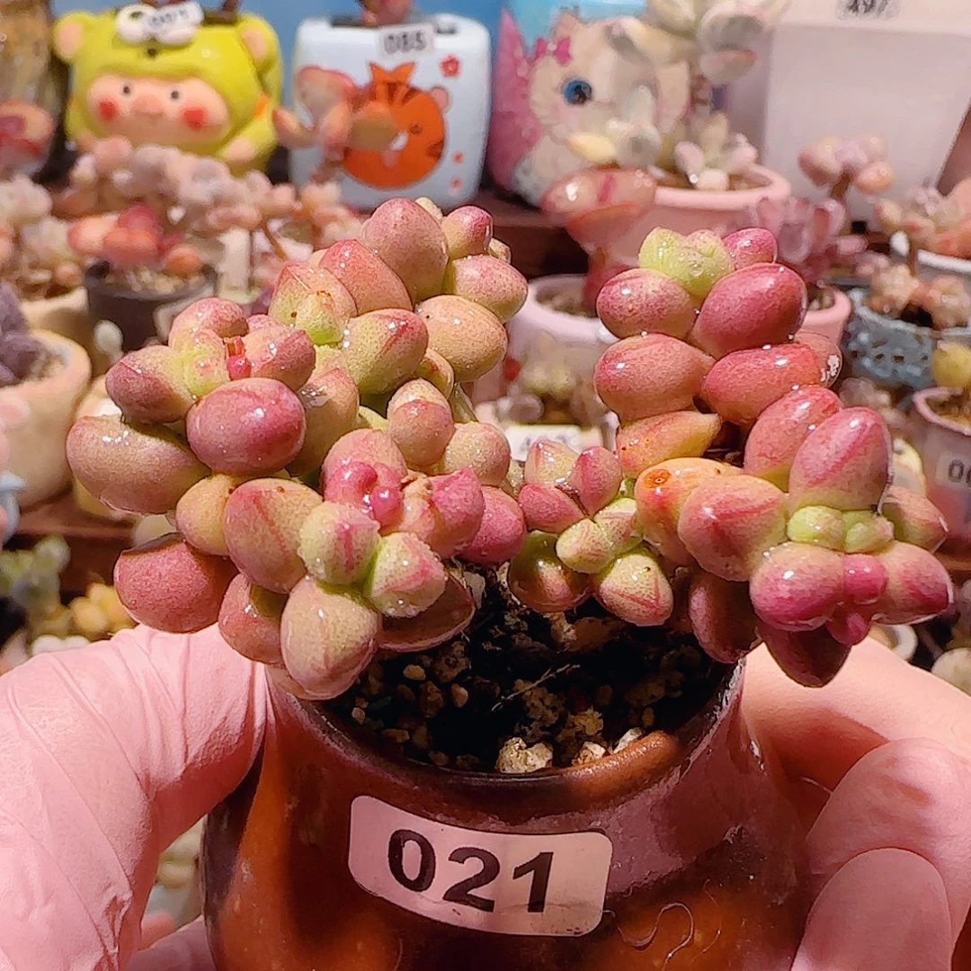 T可爱小紫球盆口3.5cm