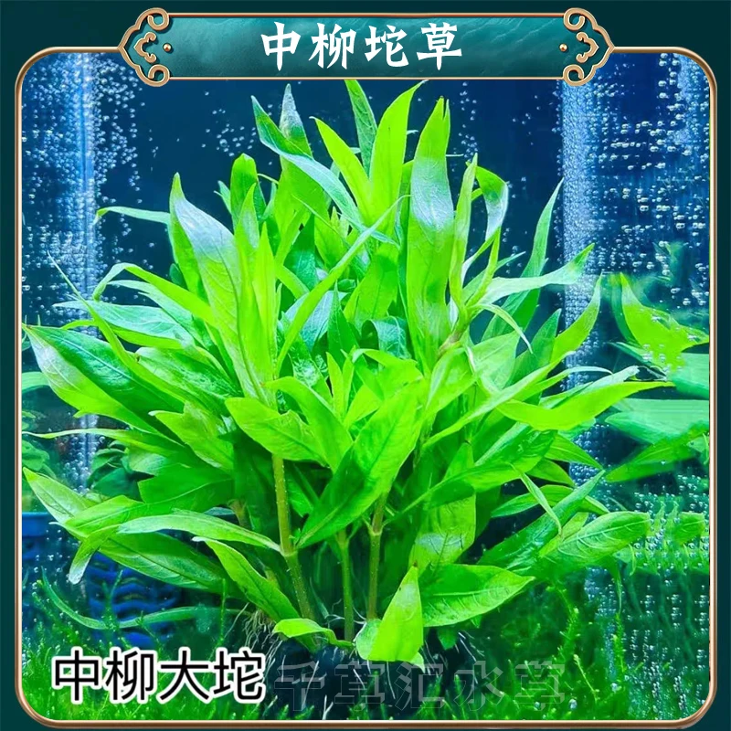 中柳坨草活体水草净水增氧免栽种新手好养易活