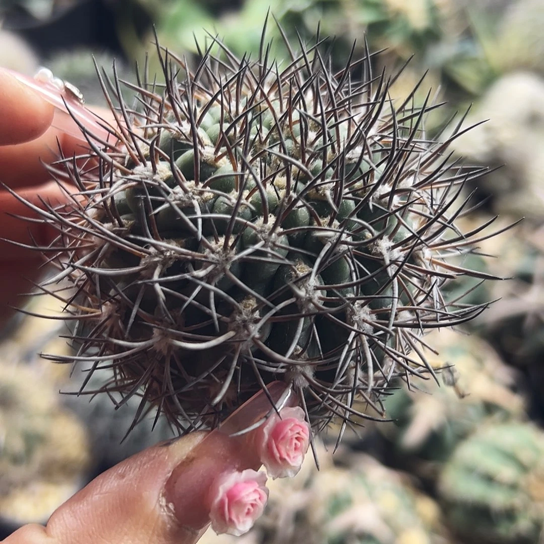 逆豹有根仙人球6666666