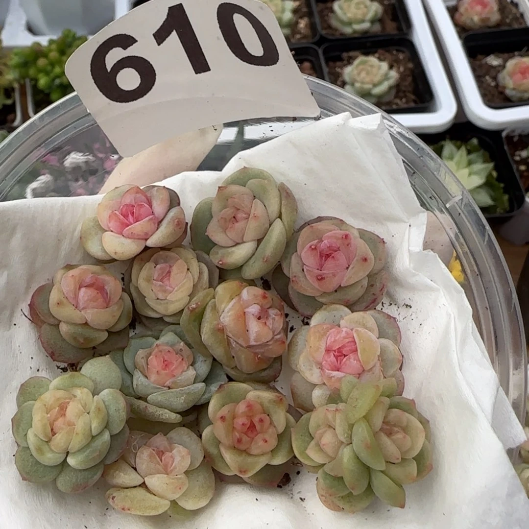 610号王者混合一盒