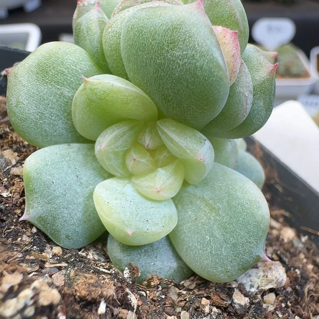 一物一拍一物一拍918-345