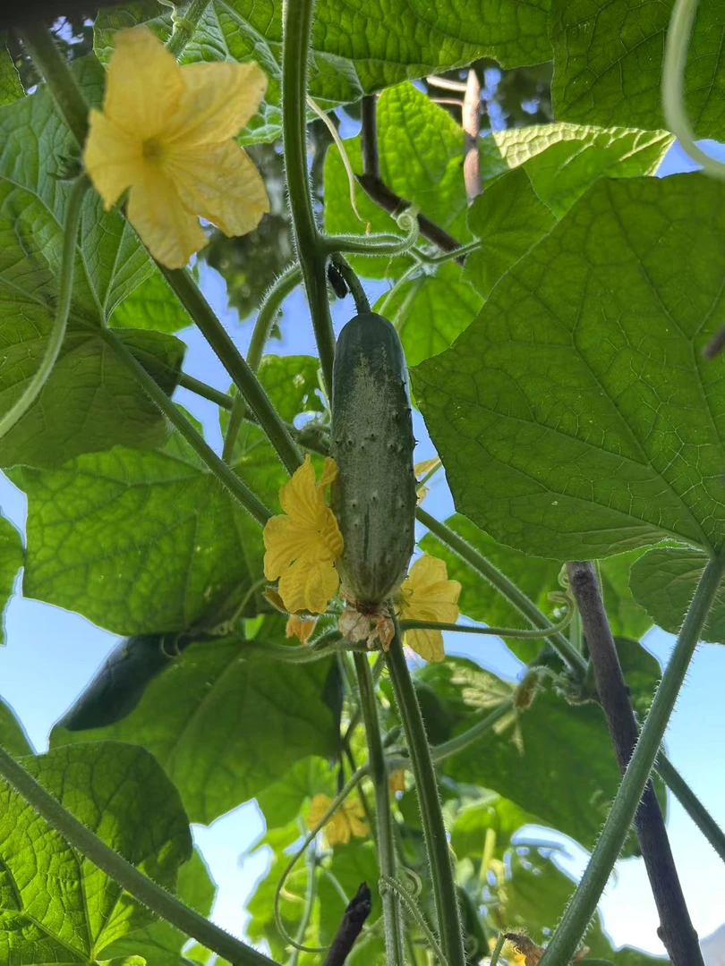 云南昭通大关本地黄瓜