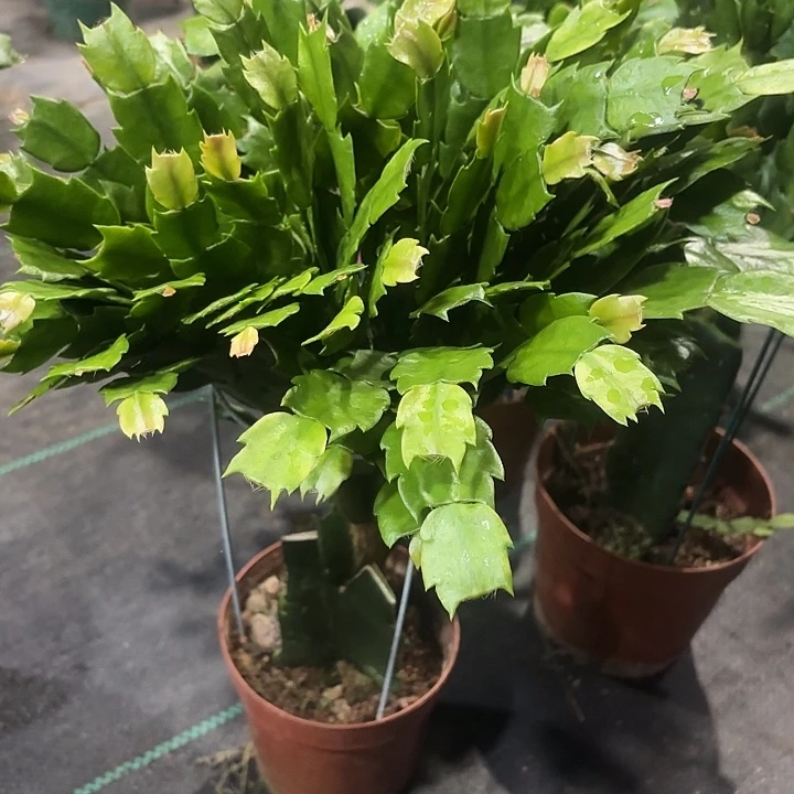 当前无花栽培后可以开花