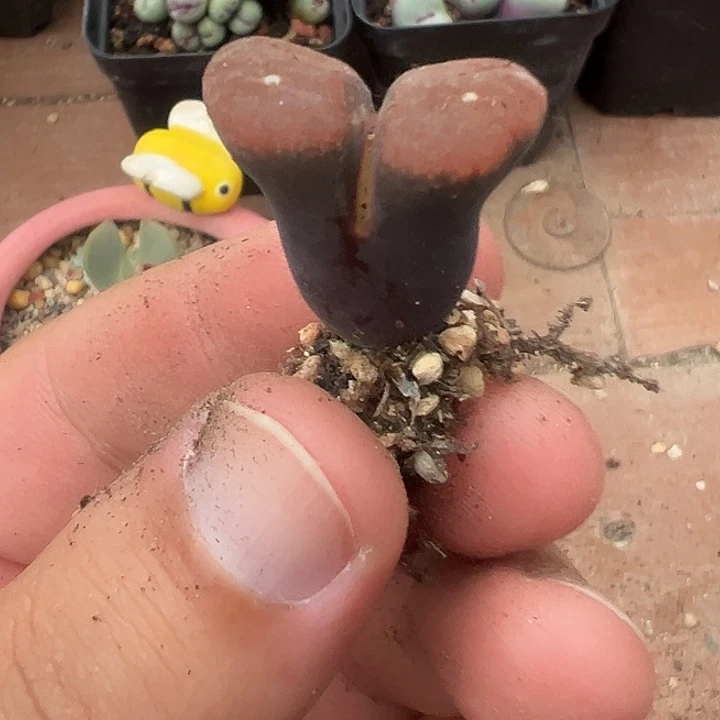18-68肉锥多肉植物