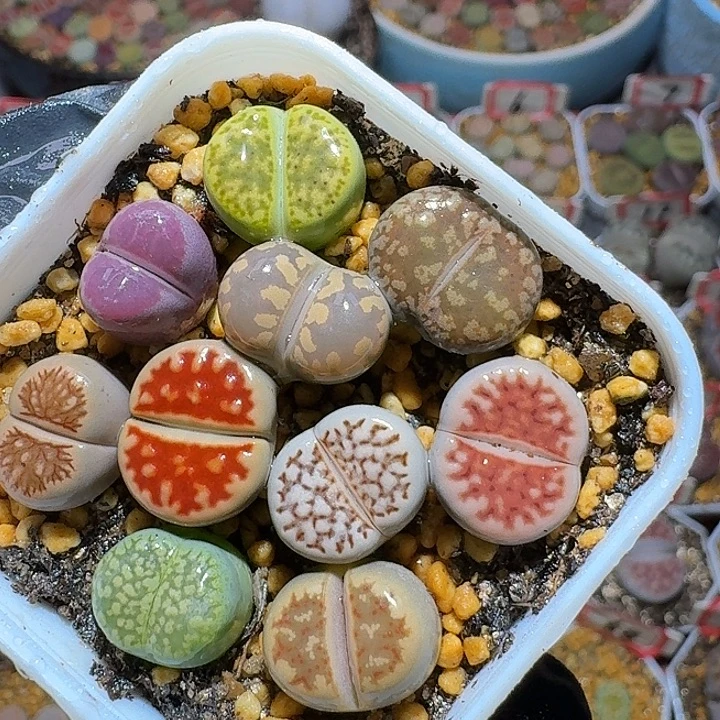 生石花3:。紫折。 19号