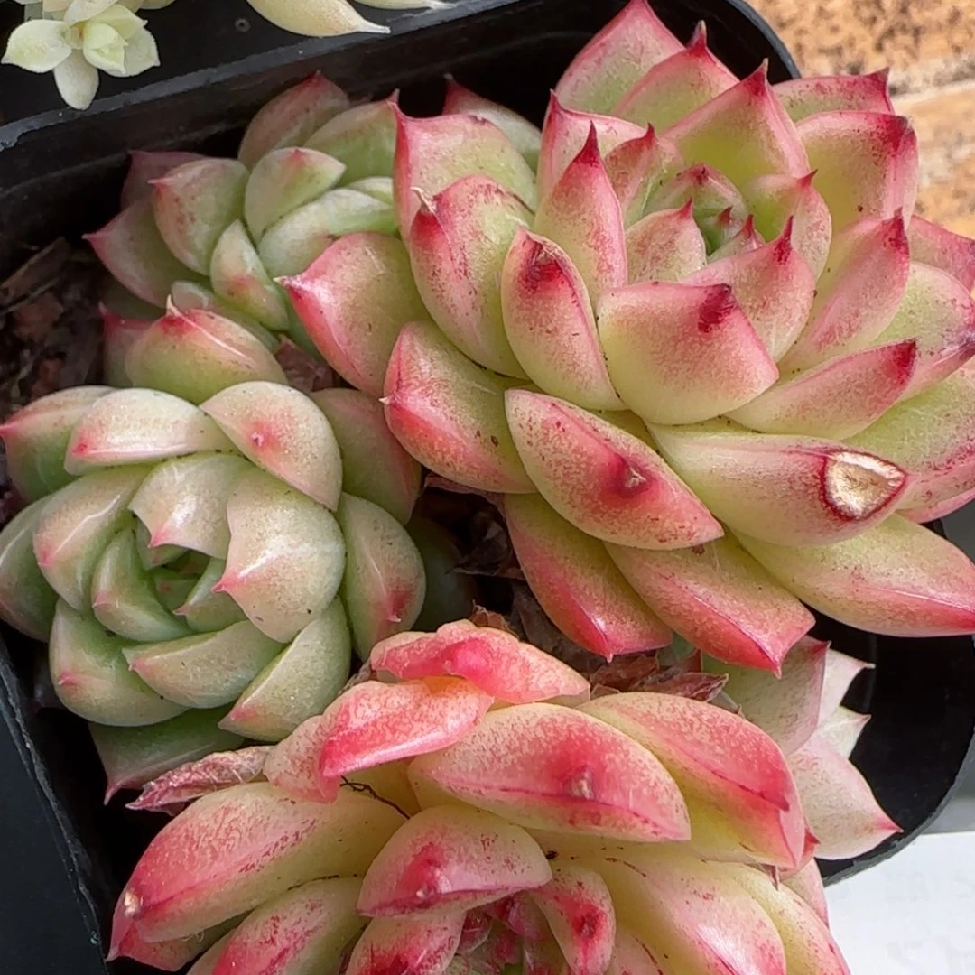 花语逸镜0208-552