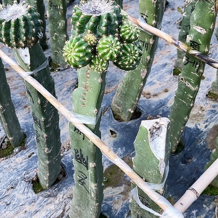 琴*幽灵 彼岸/侧芽歪20包邮/3公分左右