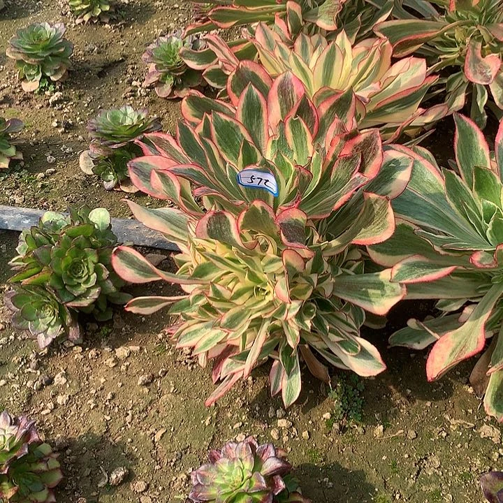 魅影多肉植物572