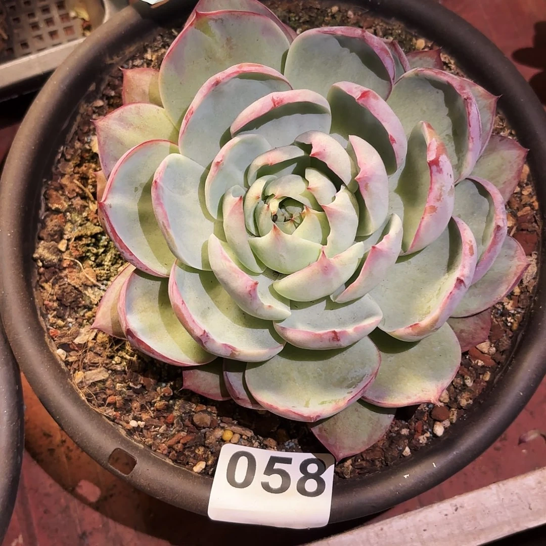 钩子哥福利专厂058