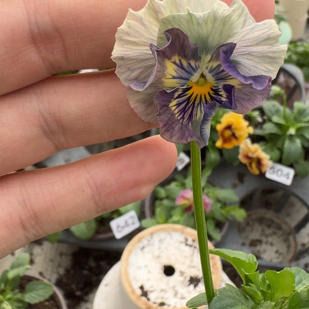 大部分花苞少量开放644