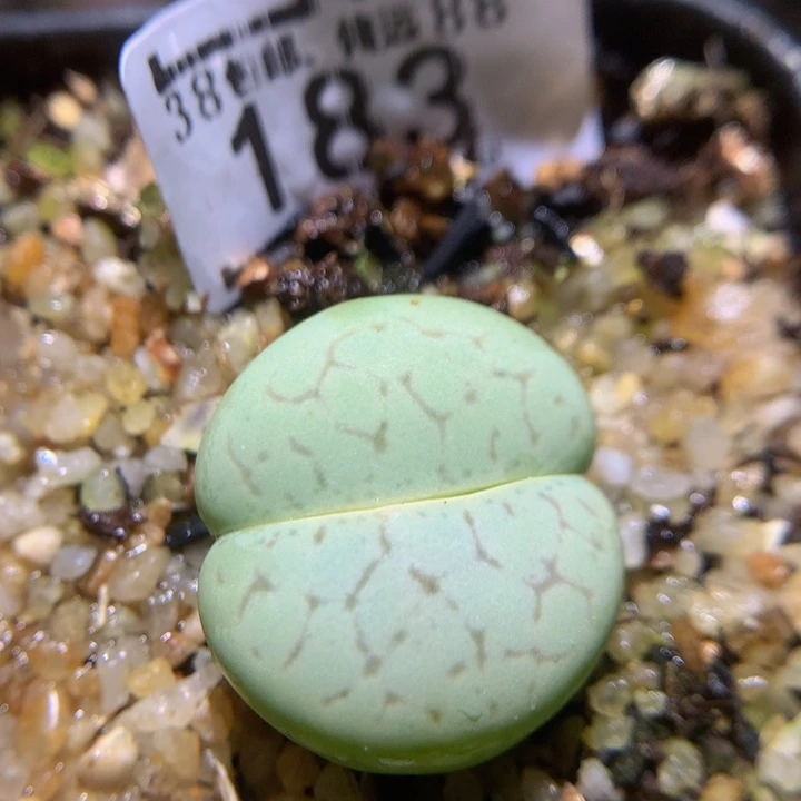 Zzz精品生石石183