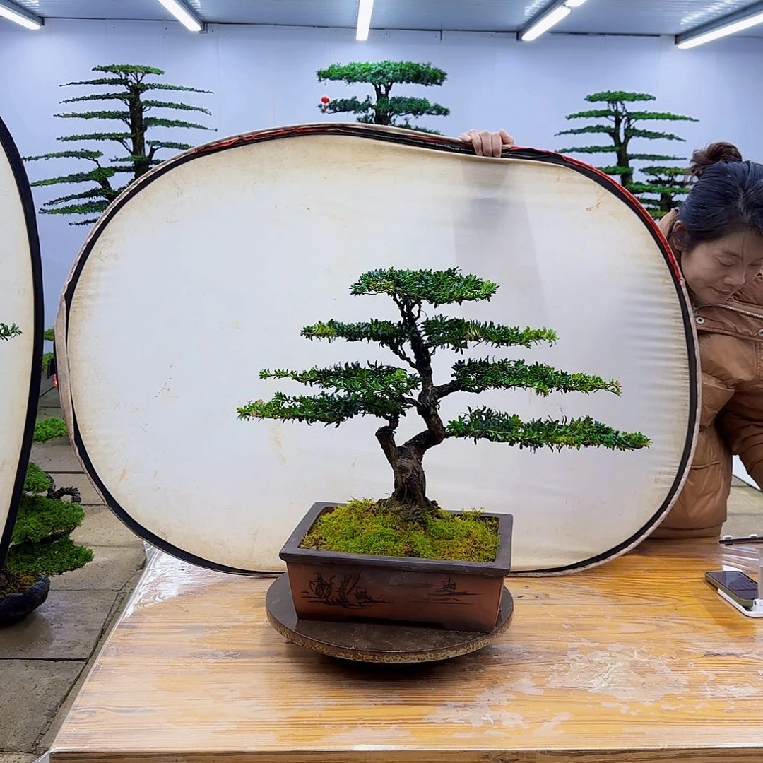 无花朵盆景直播间一物一拍