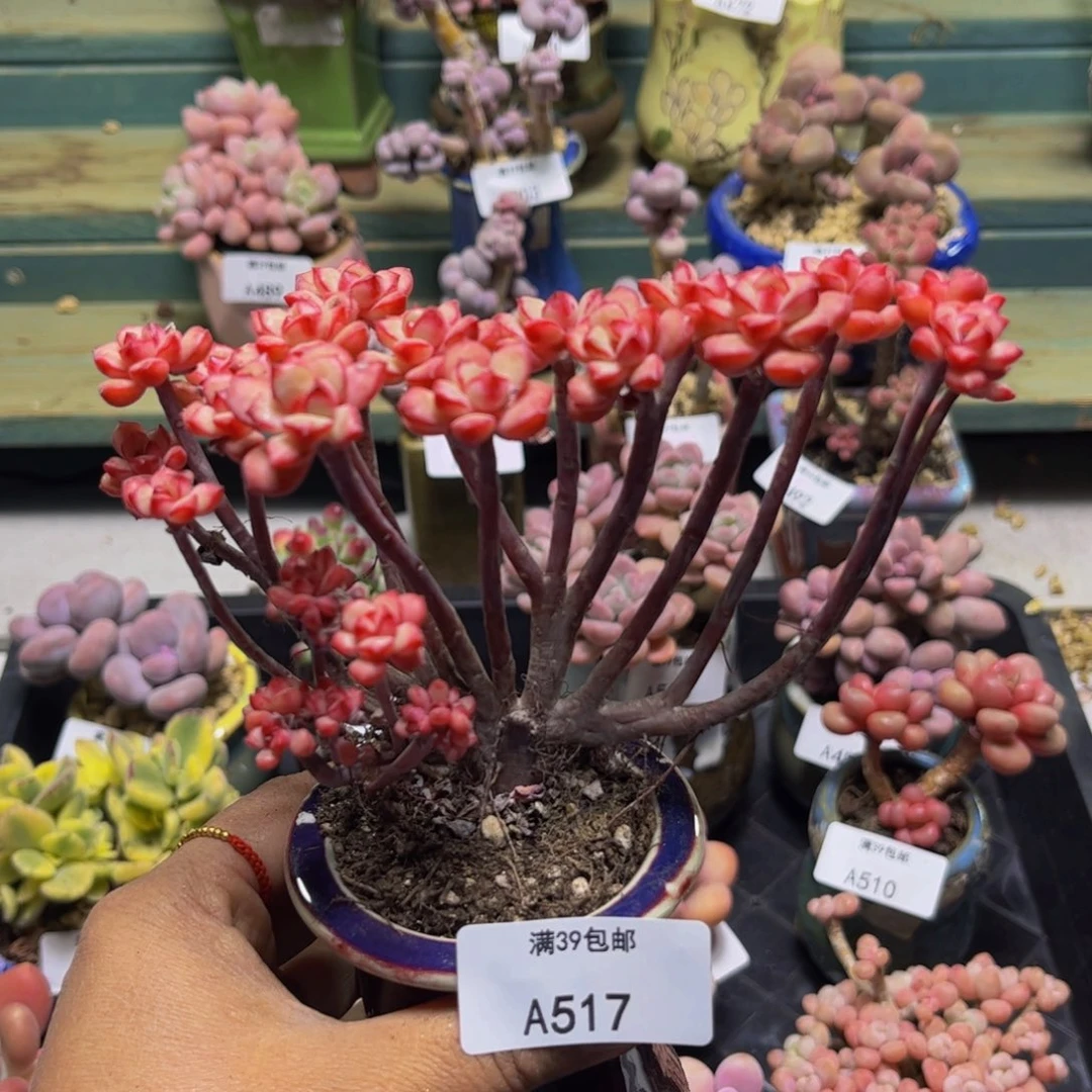探戈517/13cm多肉
