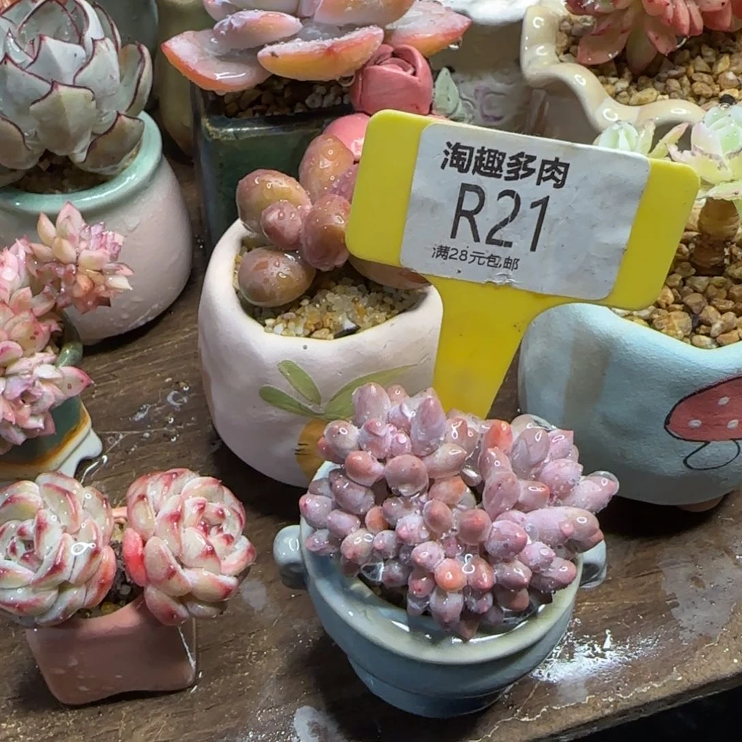 暖*多肉植物1111111111