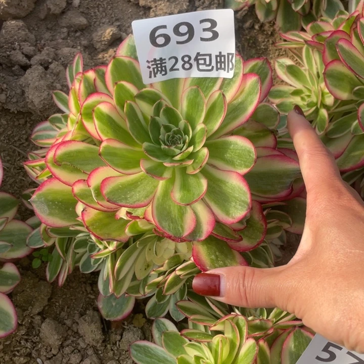 693二号棚荔枝多肉