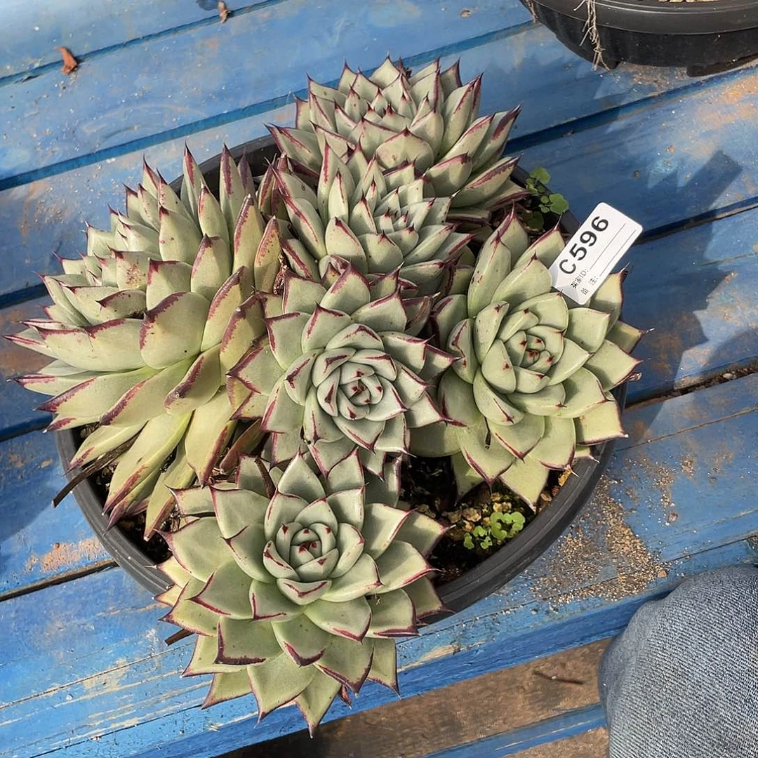 水***色若如东云单排C596