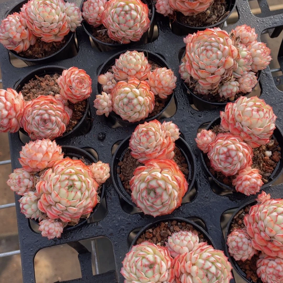 74号 全状态小红船小红p一个