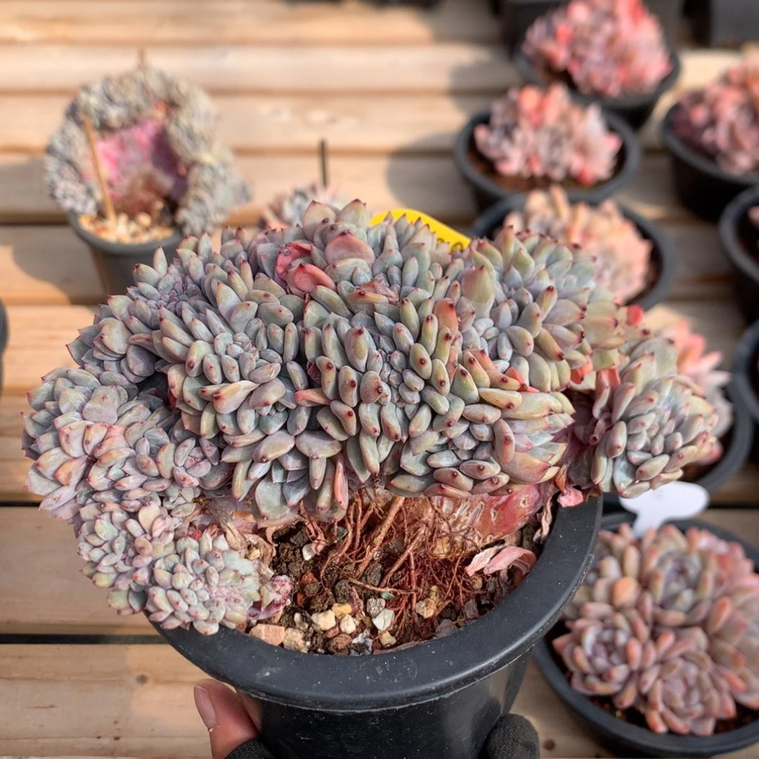 16厘米底切小树石榴籽朵缀 406