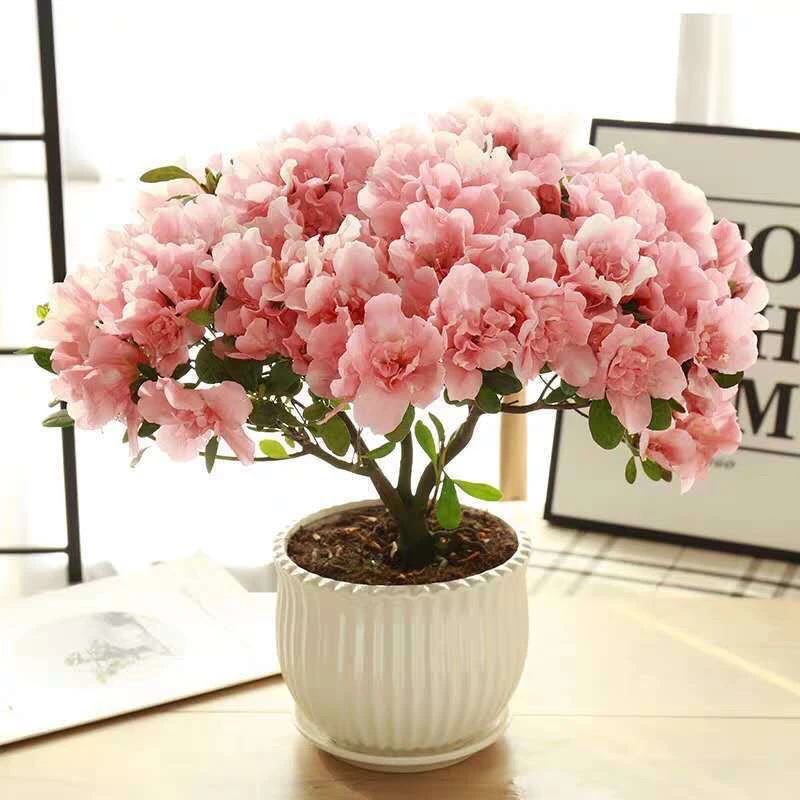 杜鹃花盆栽四季开花杜鹃杜鹃花苗客厅带花苞特大号耐寒好养植物