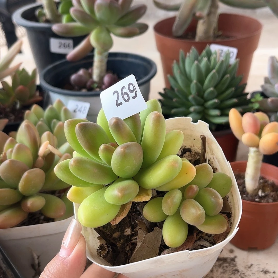 芒果奶。 269。 1111111