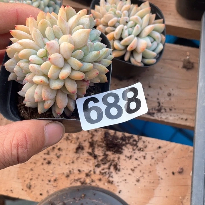 一***_多肉植物一物一拍