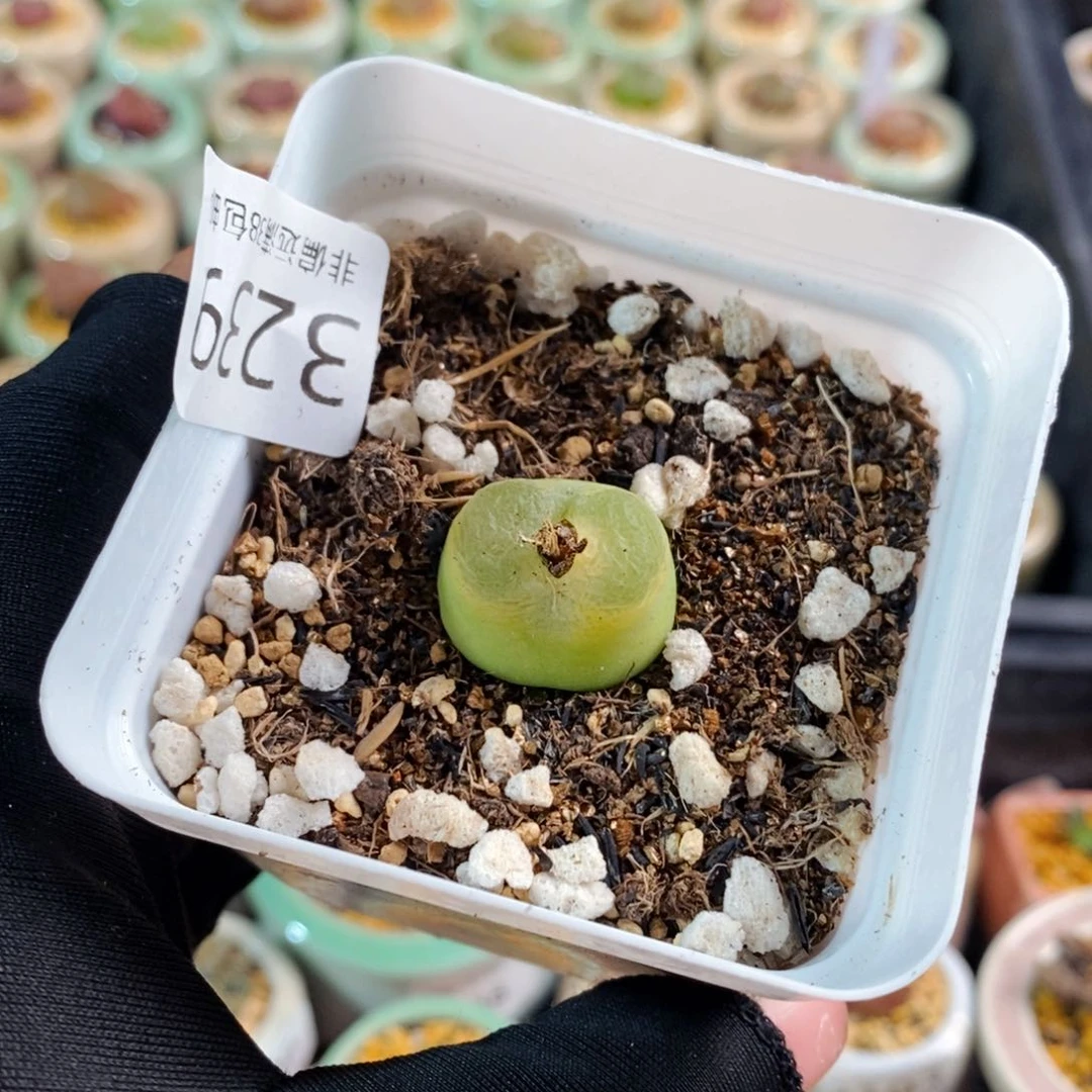 三****玉3239--一物一拍带盆 1798.79