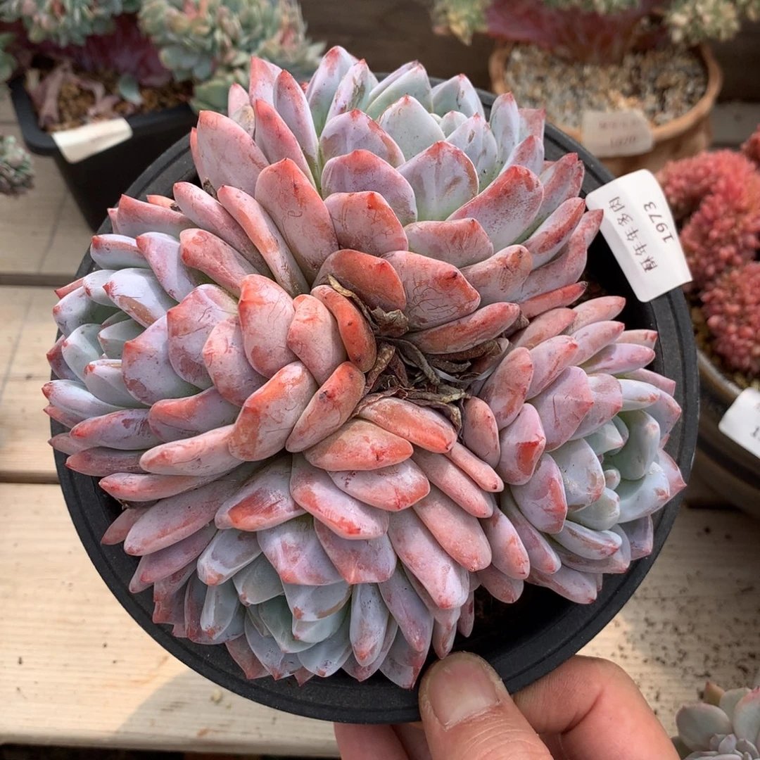 1973橙梦露多肉一颗15厘米