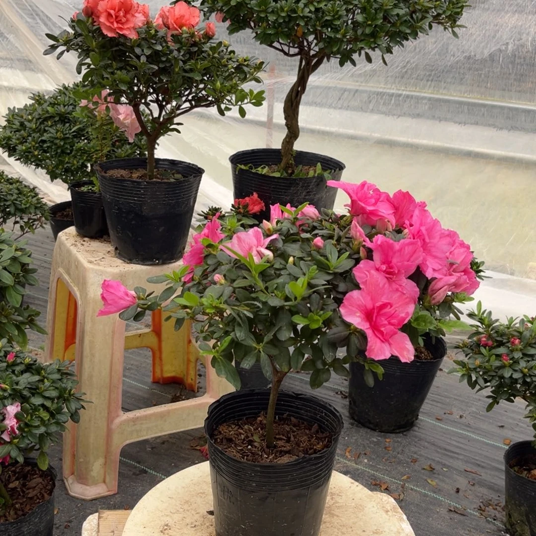 柿***甜大部分花苞少量开放