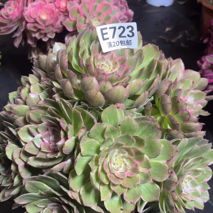 瑞妈一物一拍723