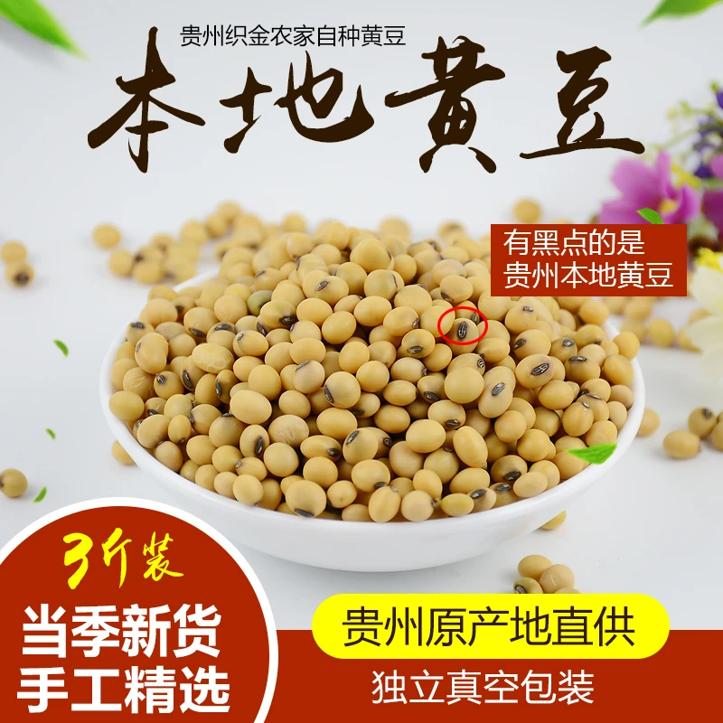 24年贵州黄豆精选老品种黄豆可做豆腐打豆浆新笨大豆 非转基因