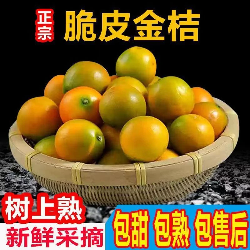 树上熟带皮吃【广西脆甜金桔】现摘新鲜薄皮多汁蜜桔当季清甜水果
