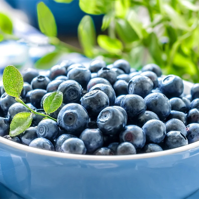 云南高山蓝莓L2518MM到26MM云南空运华东仓1200g顺丰发货