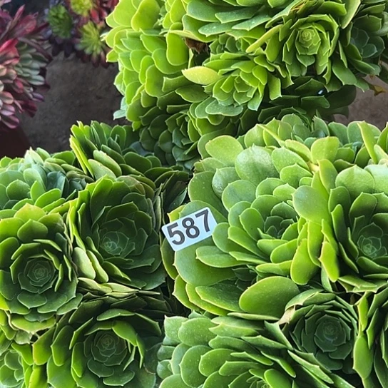 静**远多肉植物三个