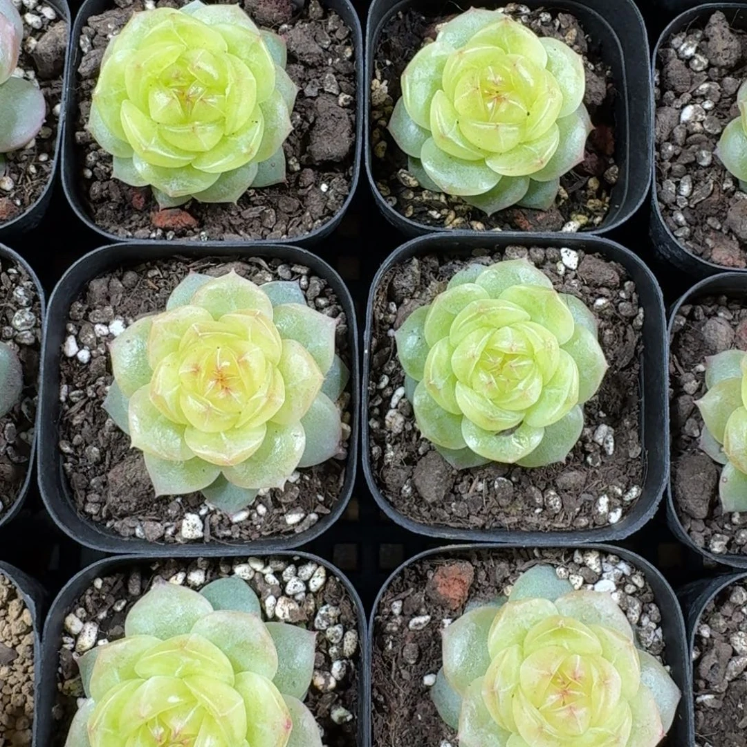 1214-090-3013柠檬一颗量拍