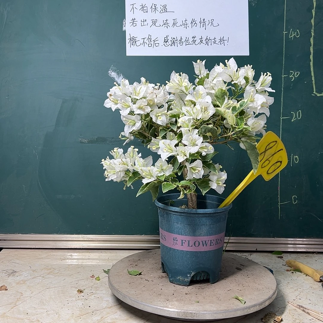 完全开放  福利 银边白 有破皮  860