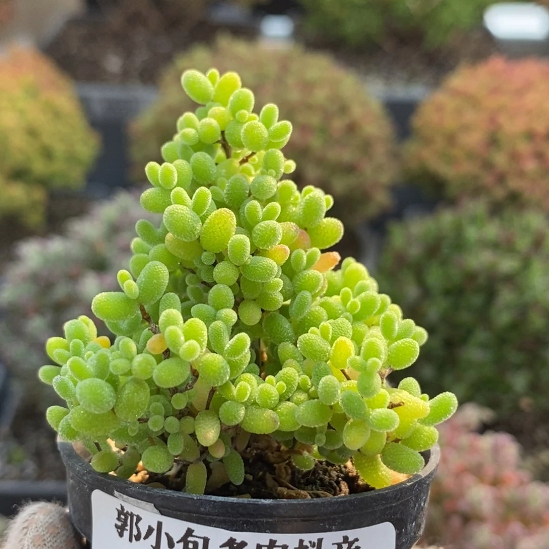 蜜橘糖球6141枝干番杏