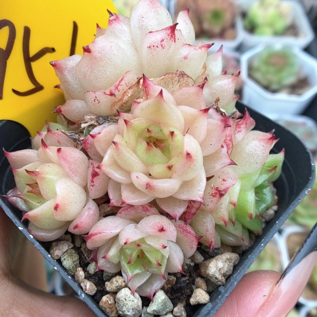 凤凰火麦秆群生951号