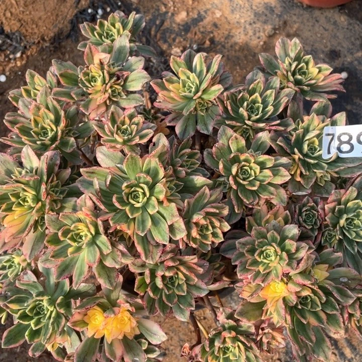 789多肉植物甜茶