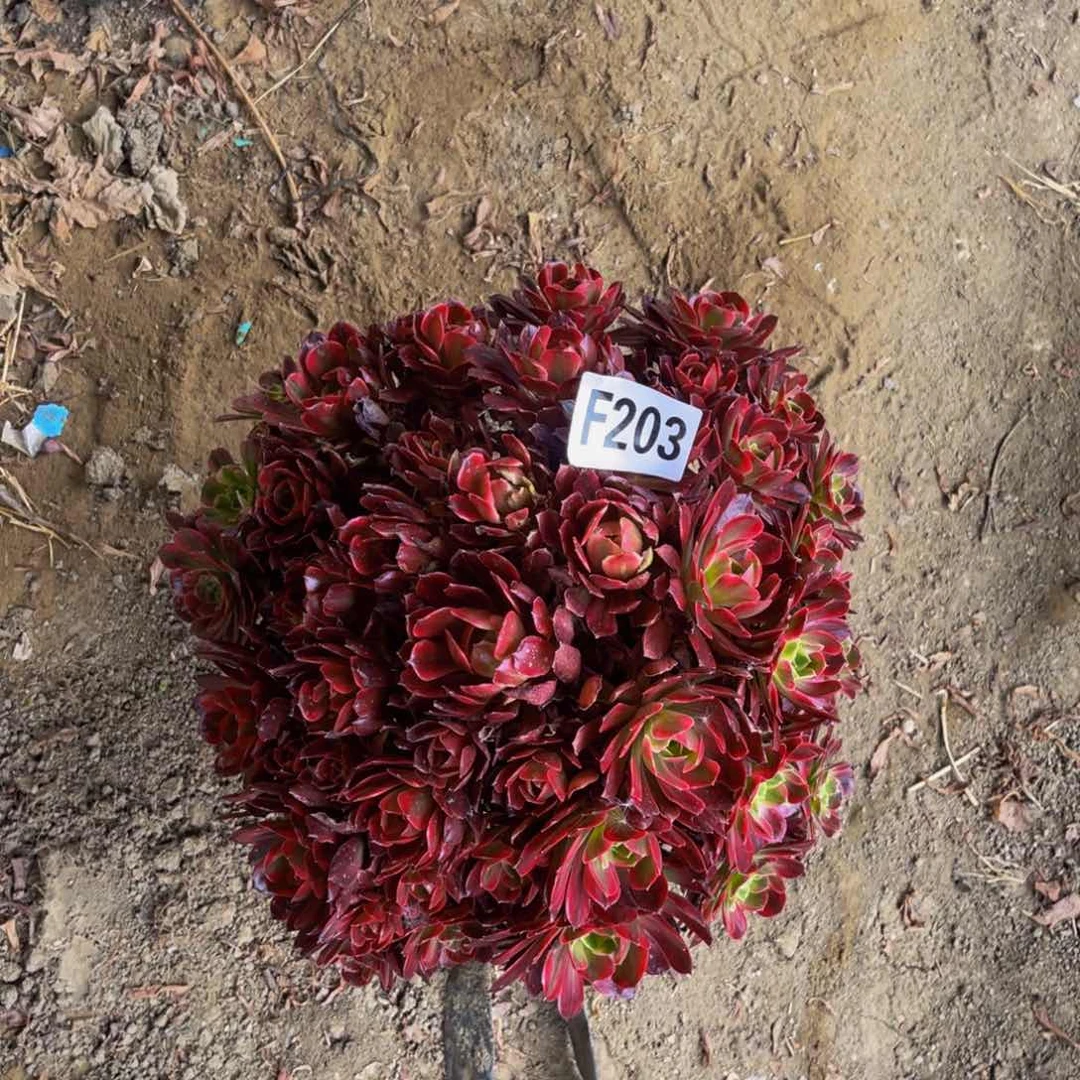 安娜法师朵朵3-20