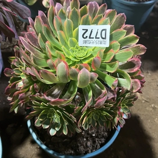 z****）一颗多肉法师植物