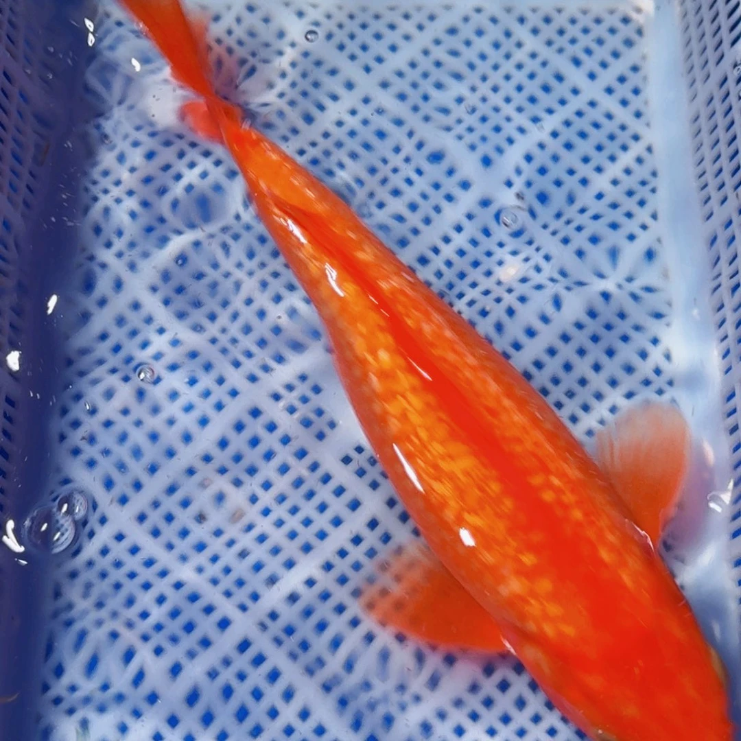 锦鲤精品锦鲤包邮包损