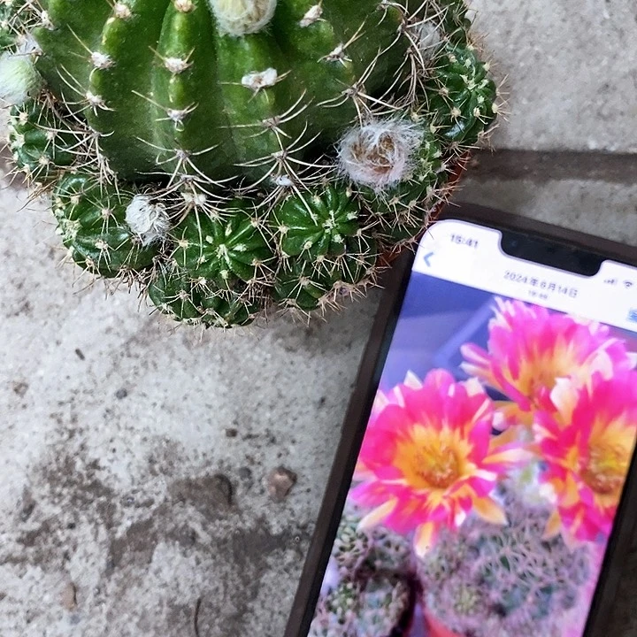 火凤凰丽花，5-8公分左右