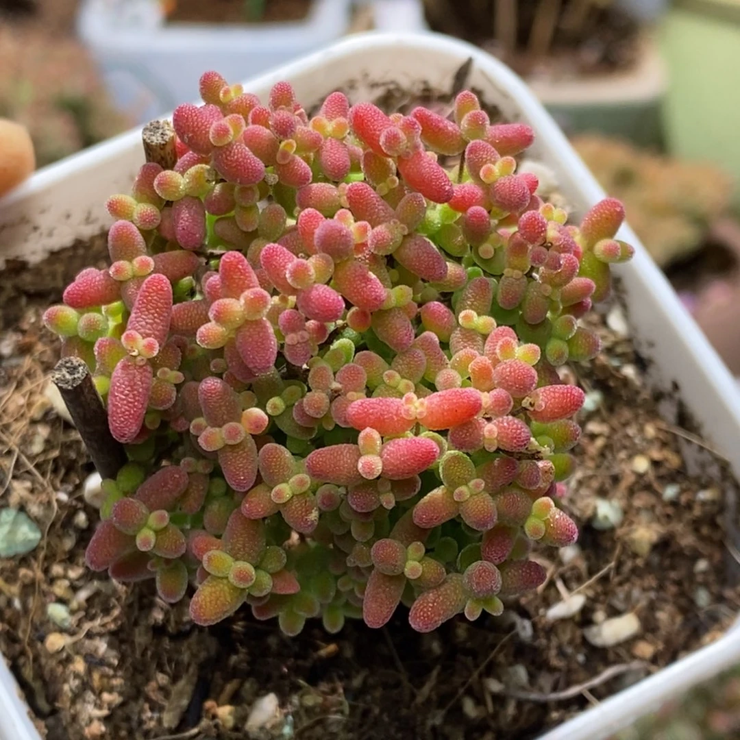 蜜桔糖球枝干番杏A515