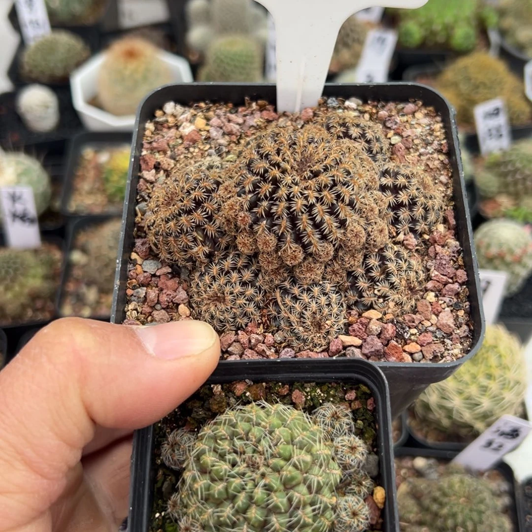 用***933 2往事多肉园仙人球开花