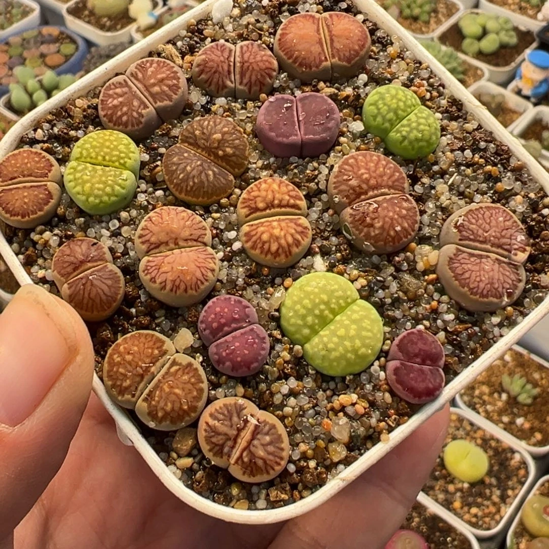 082多肉植物种类多样