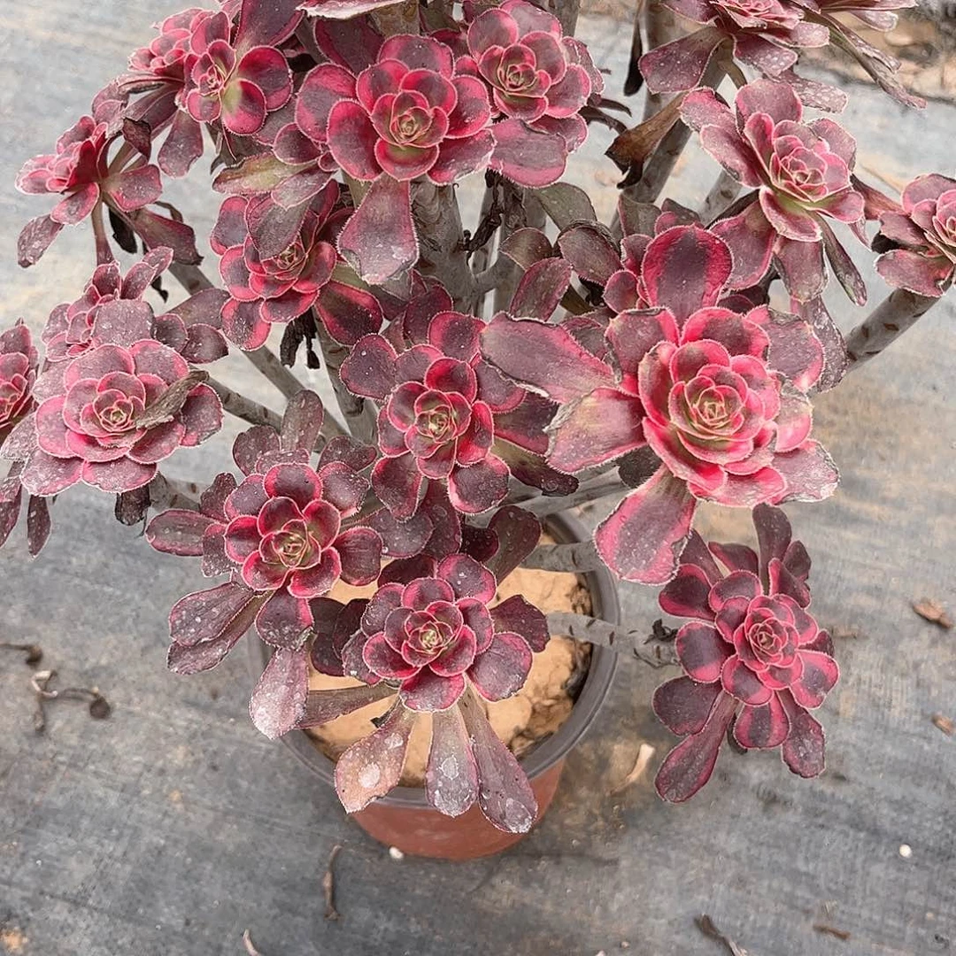 段***）多肉植物178号多肉植物