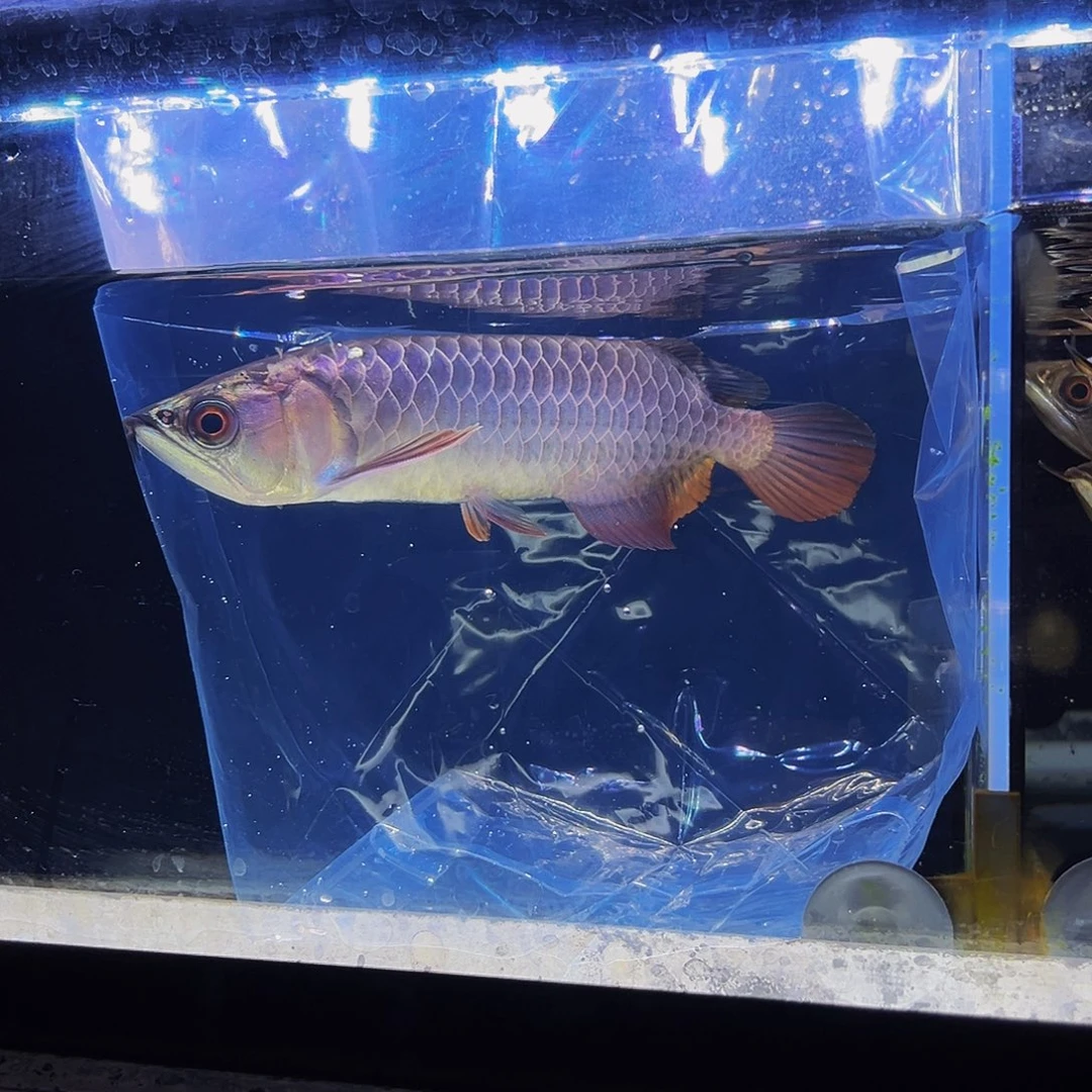 龙鱼笑**湖马来西亚古典蓝底过背