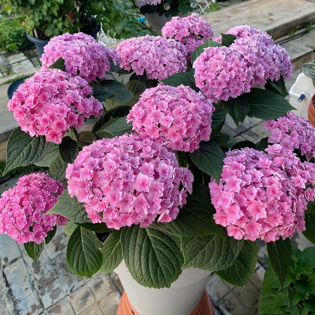 【太阳神殿】绣球大花花期长直立性强云南精选