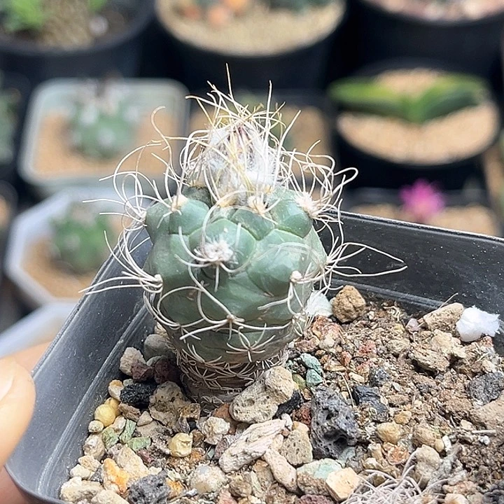 长城娇丽实生球一颗一物一拍