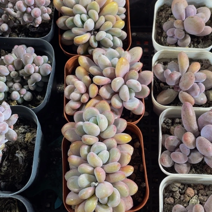 三头粉兔群带盆土发